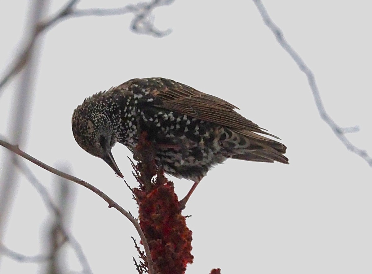 European Starling - ML646418179