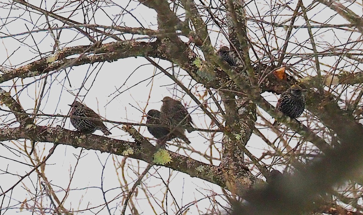 European Starling - ML646418180