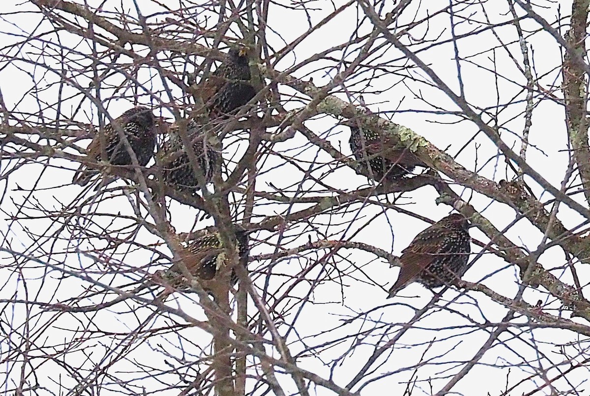 European Starling - ML646418181