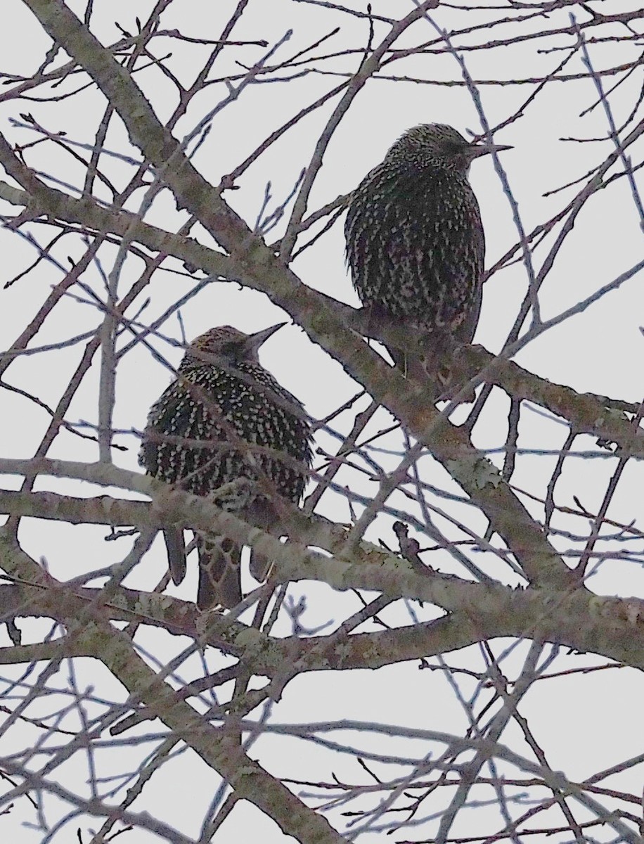 European Starling - ML646418182