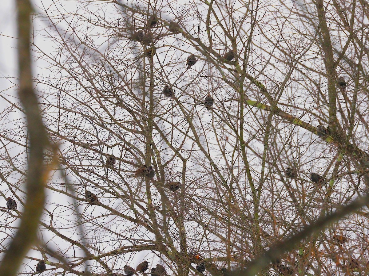 European Starling - ML646418183