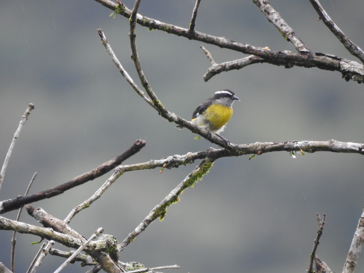 Bananaquit - ML646418184