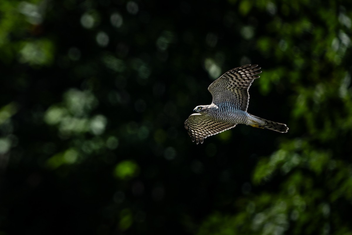 krahujec obecný - ML646418185