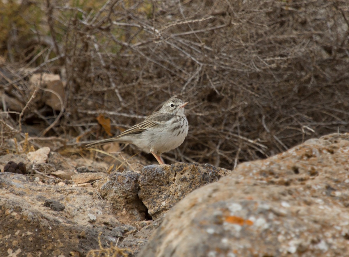 linduška kanárská - ML646418187