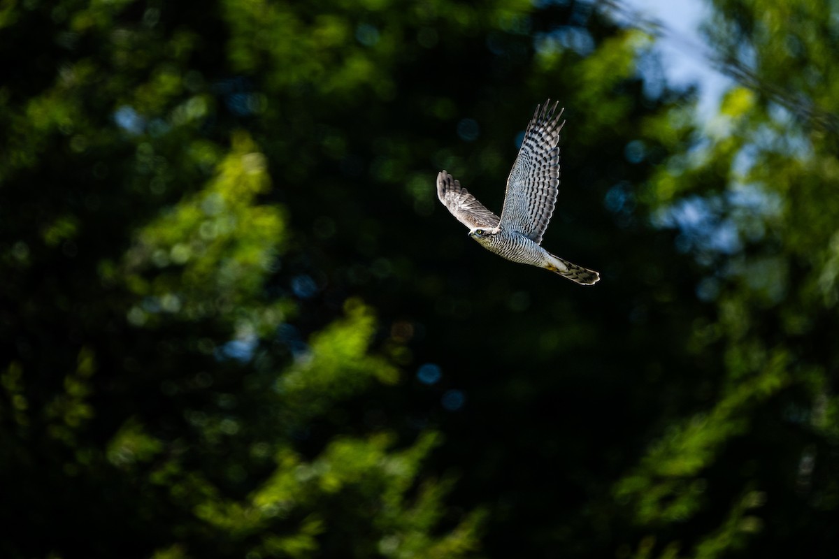 Eurasian Sparrowhawk - ML646418188