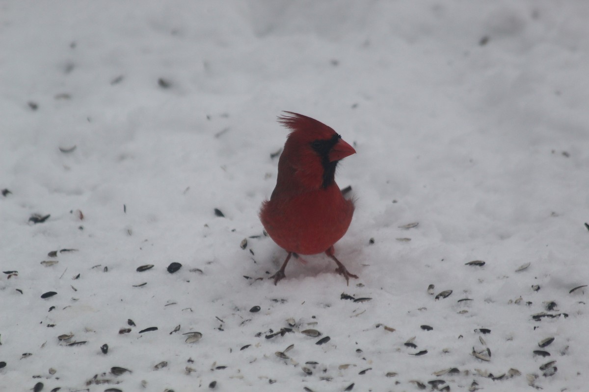 Northern Cardinal - ML646418190