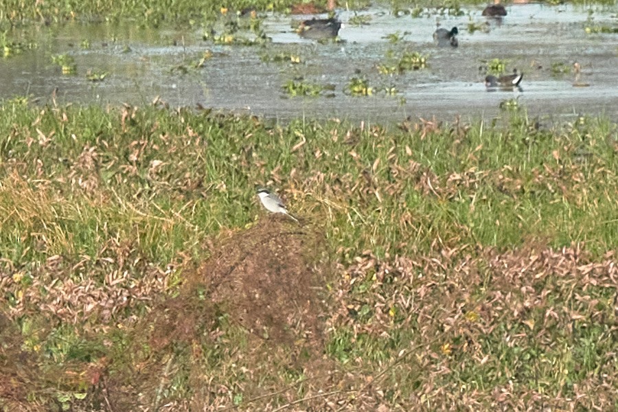 Loggerhead Shrike - ML646418191