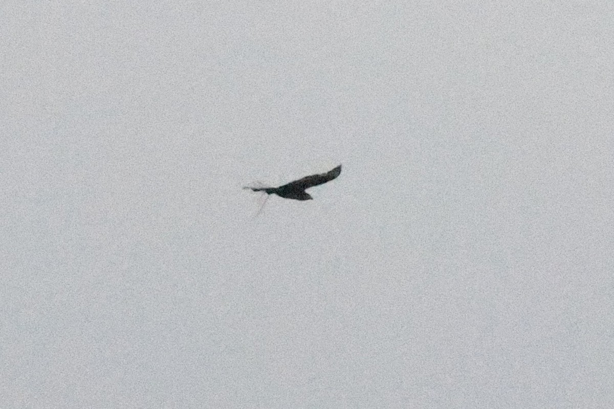 Crested Serpent-Eagle - ML646418193