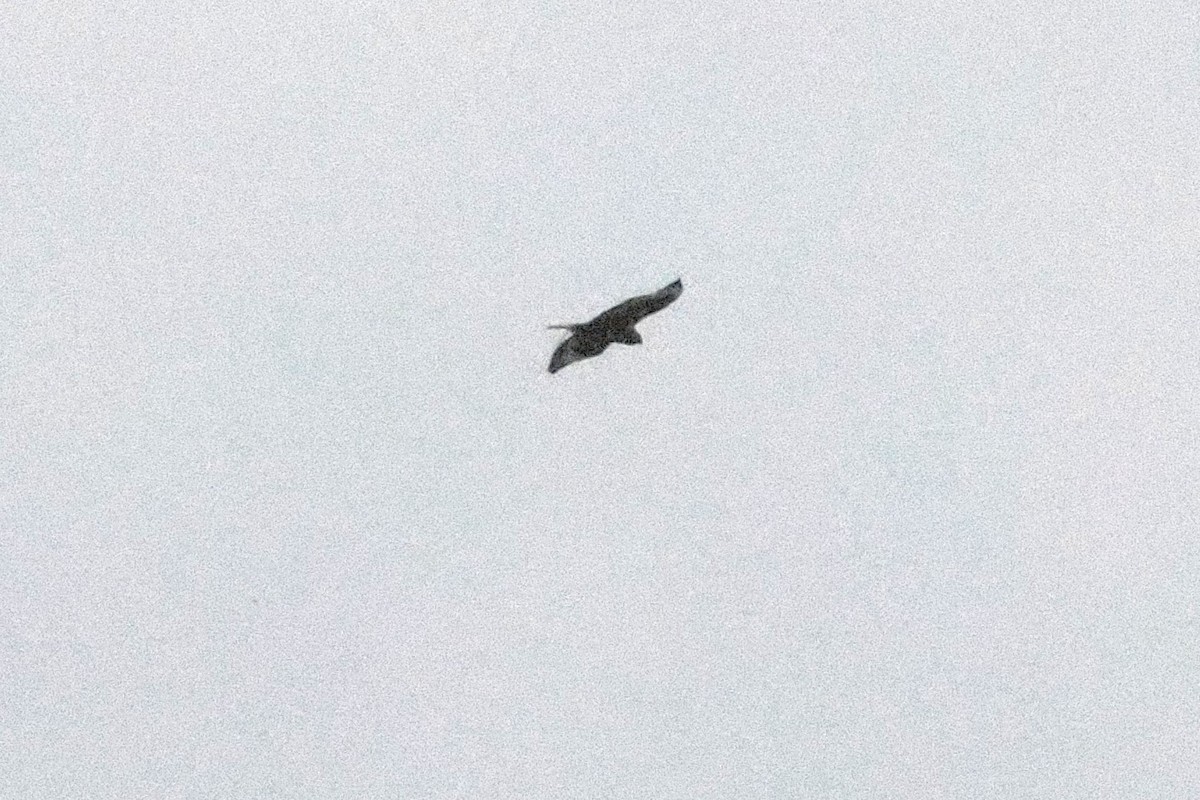 Crested Serpent-Eagle - ML646418195