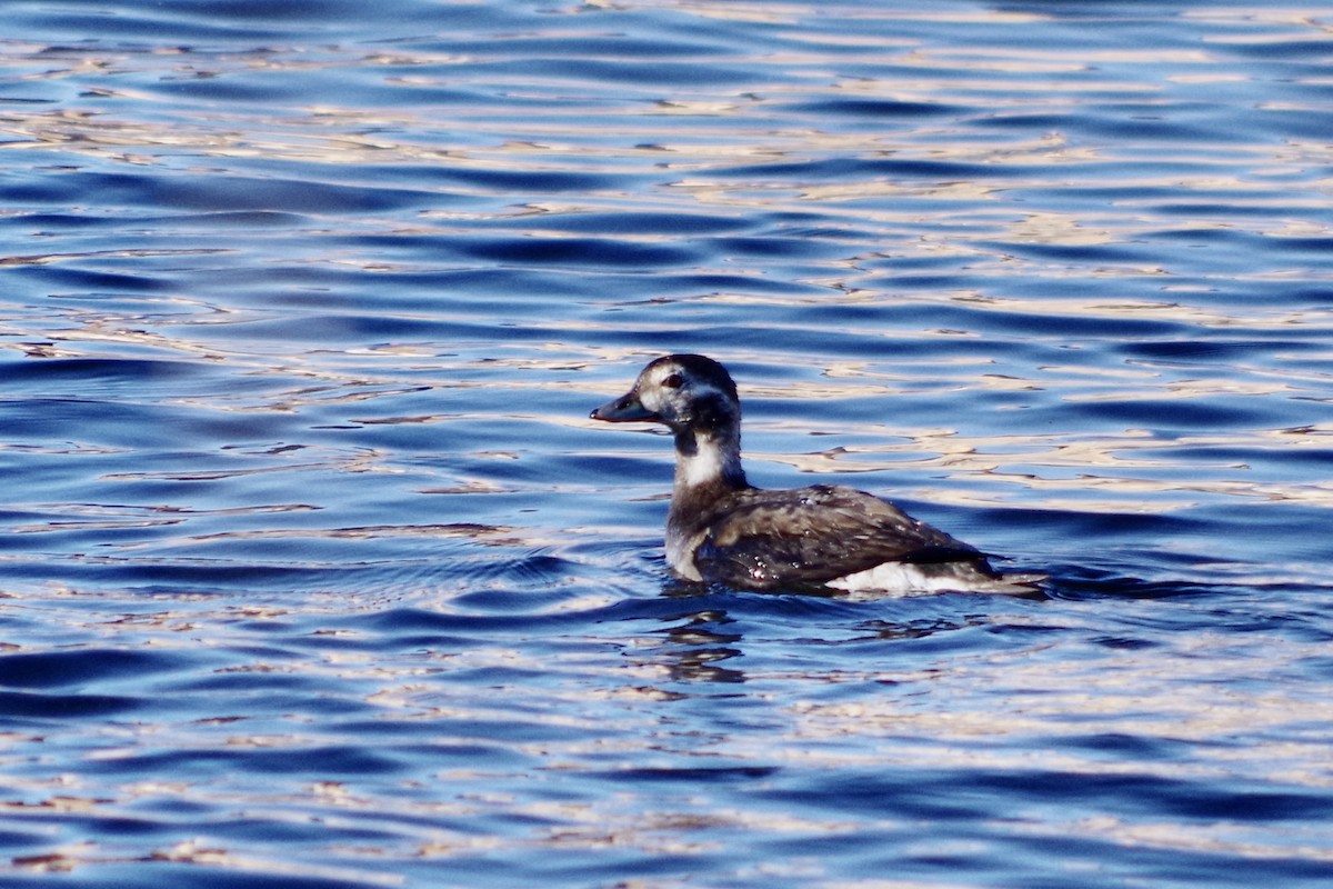 Izotz-ahatea - ML646418196