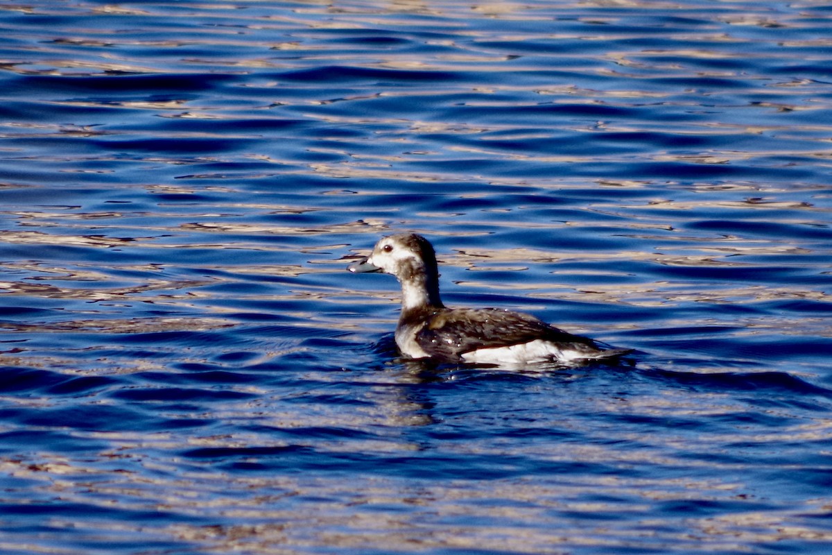 Izotz-ahatea - ML646418197