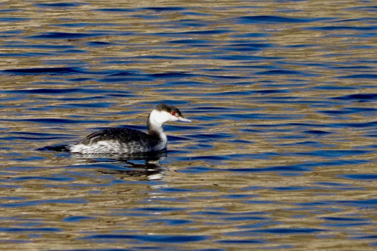 Horned Grebe - ML646418200