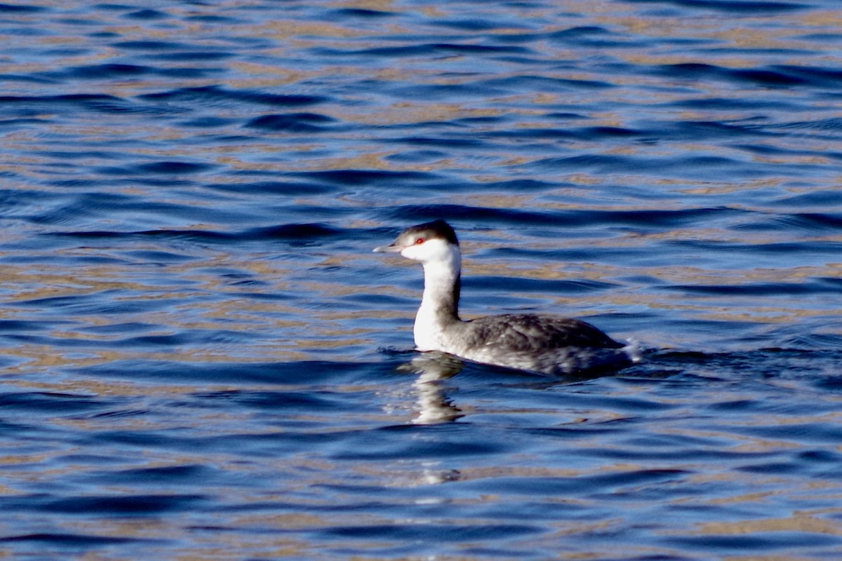 Horned Grebe - ML646418201