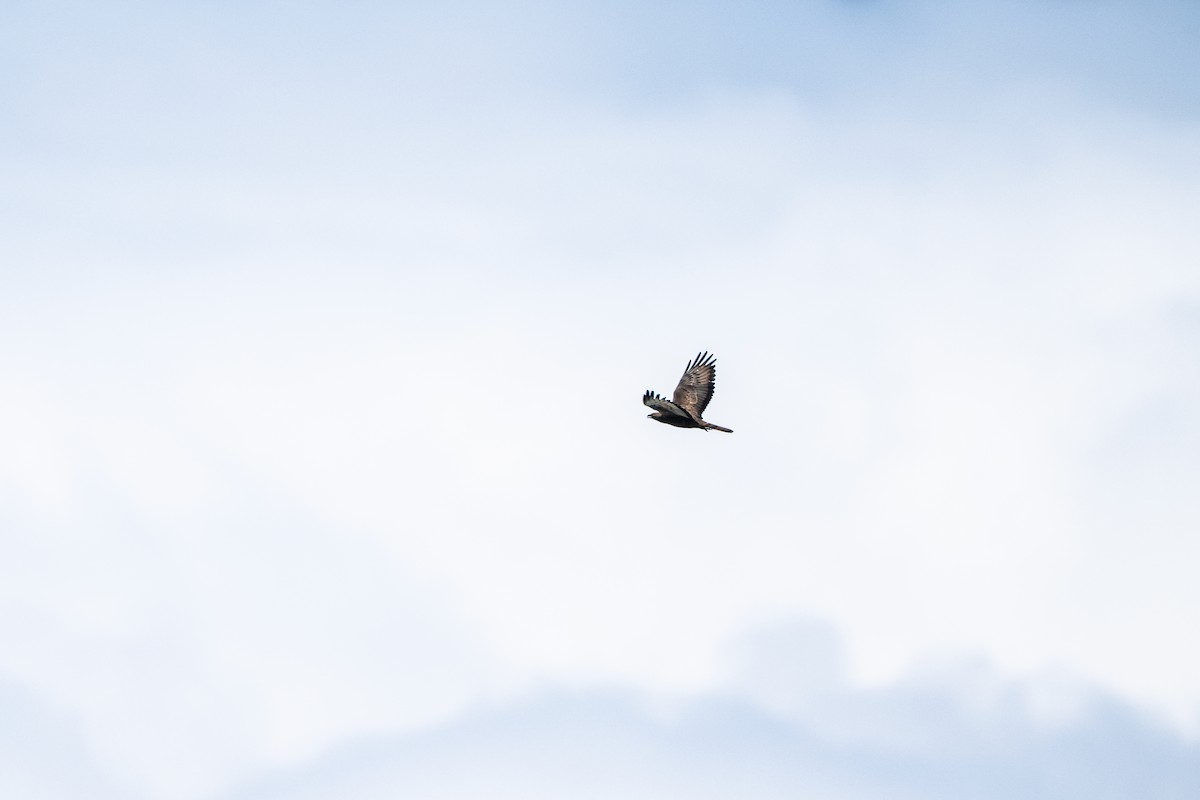 European Honey-buzzard - ML646418203