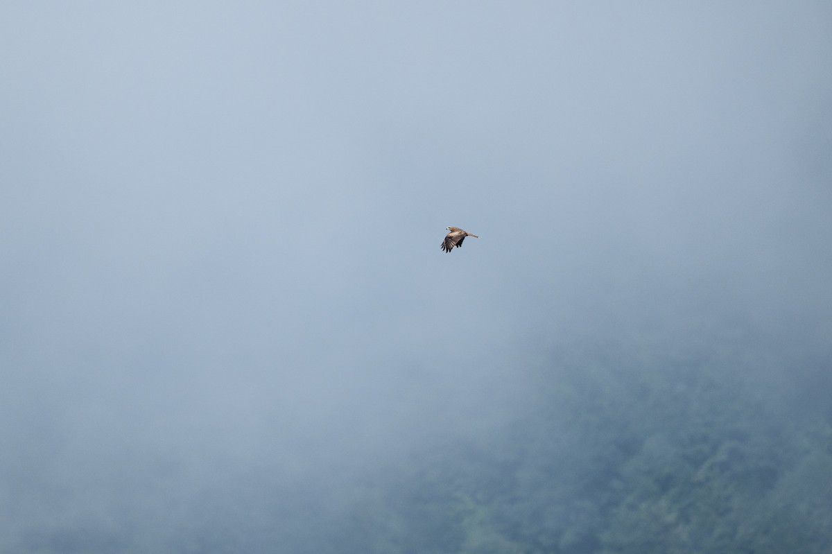 European Honey-buzzard - ML646418206
