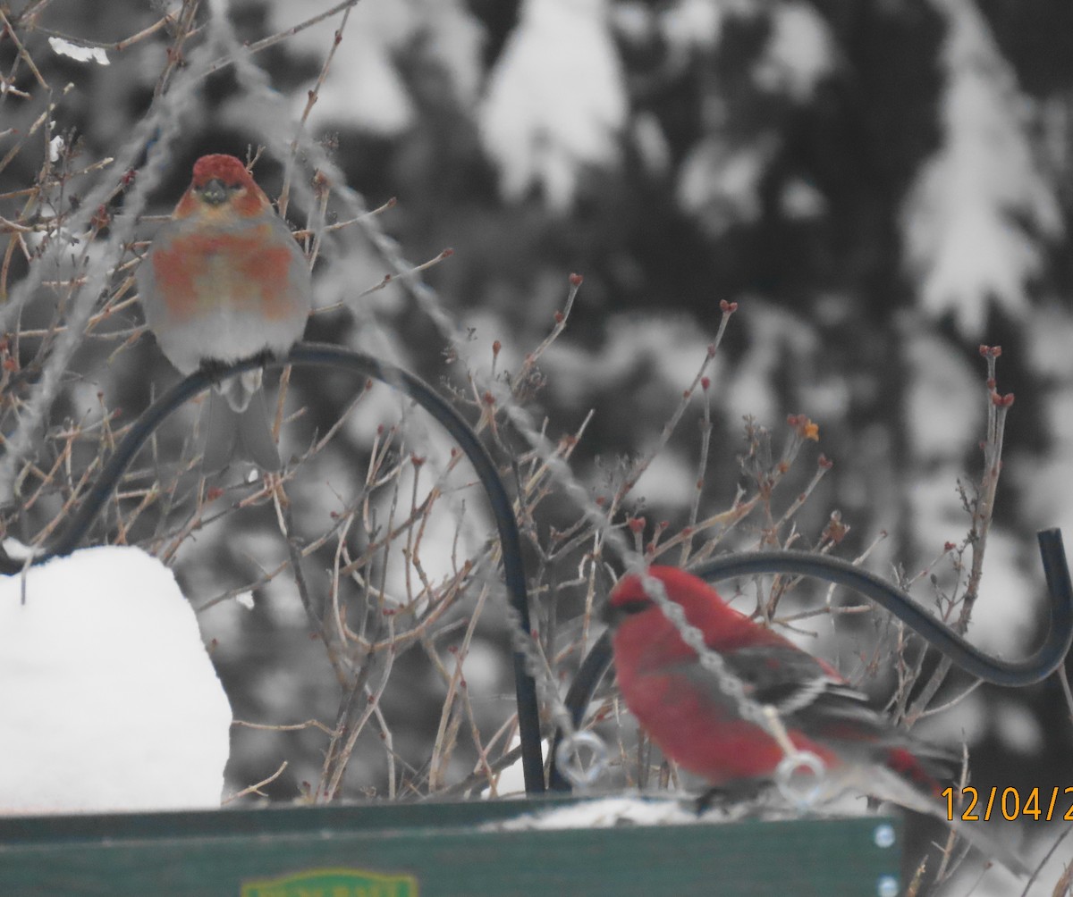 Pinu-gailupa - ML646418208