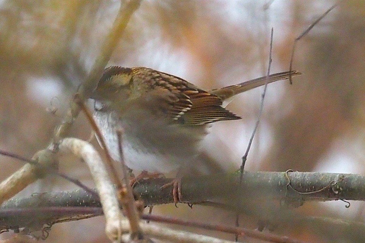 White-throated Sparrow - ML646418210
