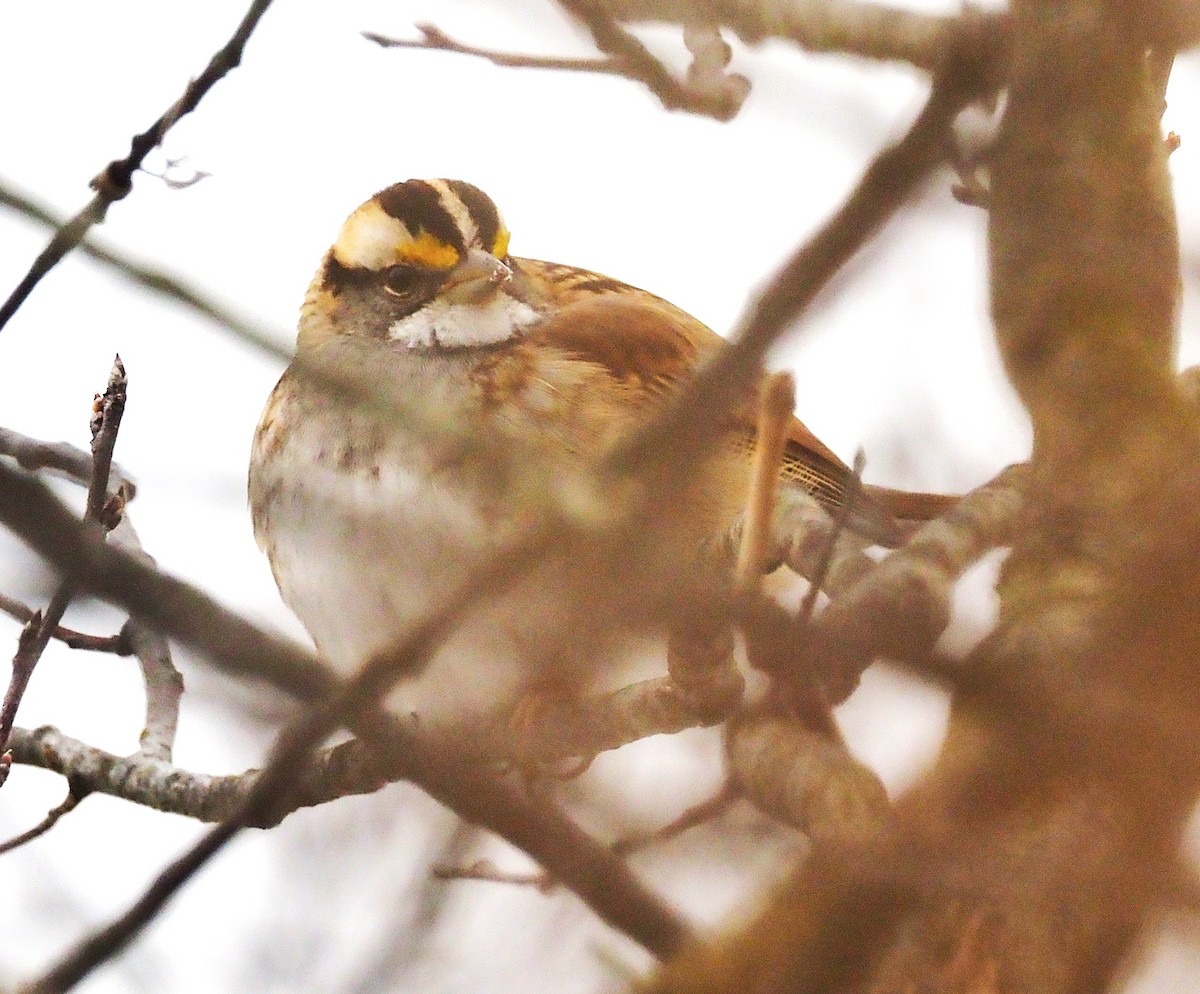 White-throated Sparrow - ML646418211