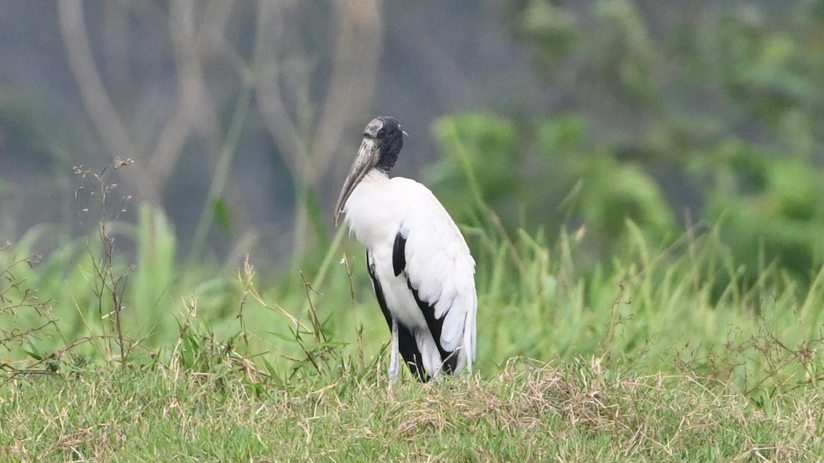 nesyt americký - ML646418213