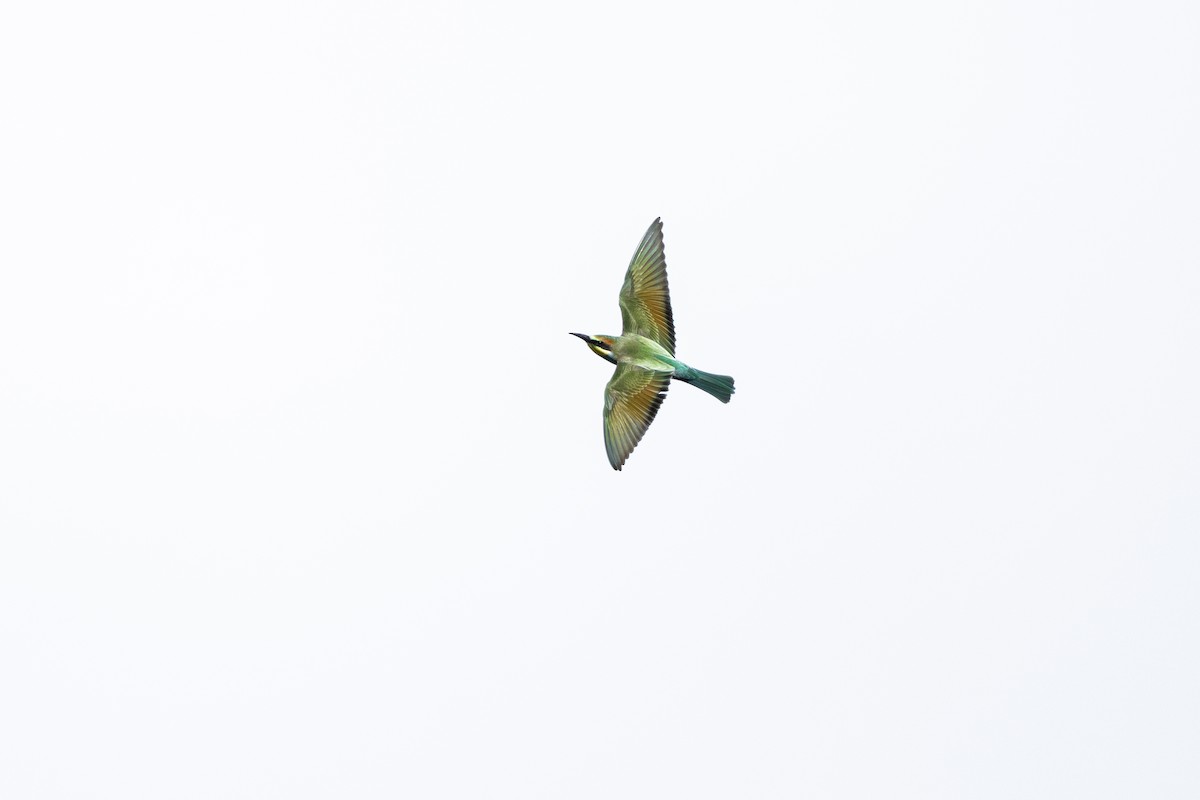 European Bee-eater - ML646418219