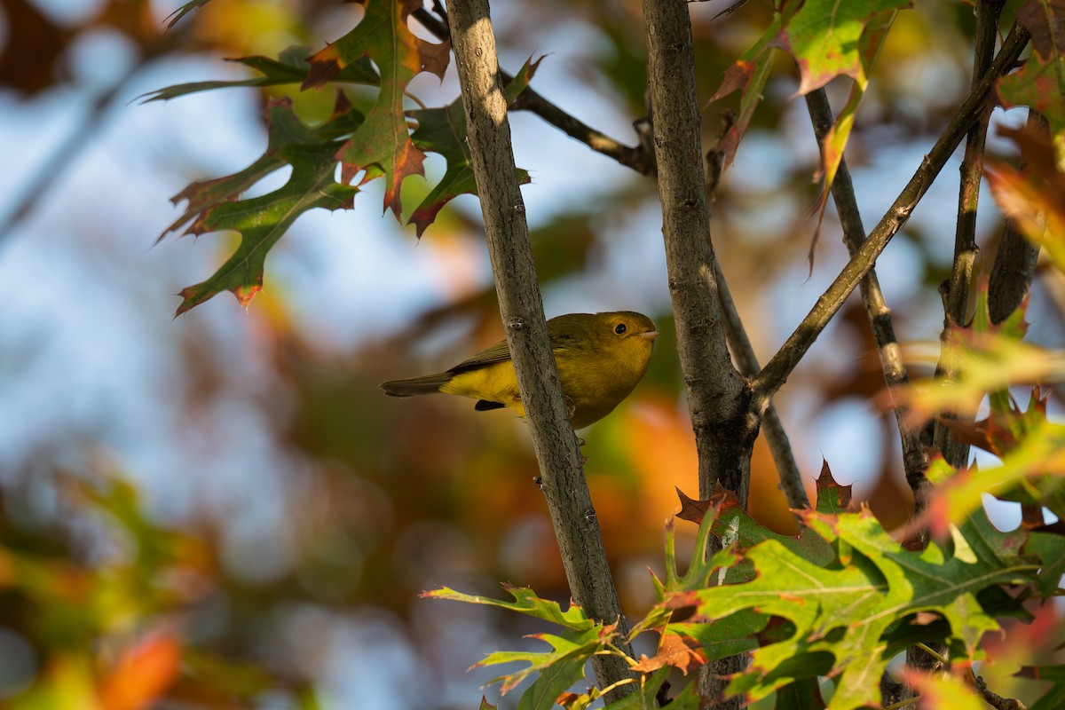 Northern Yellow Warbler - ML646418220