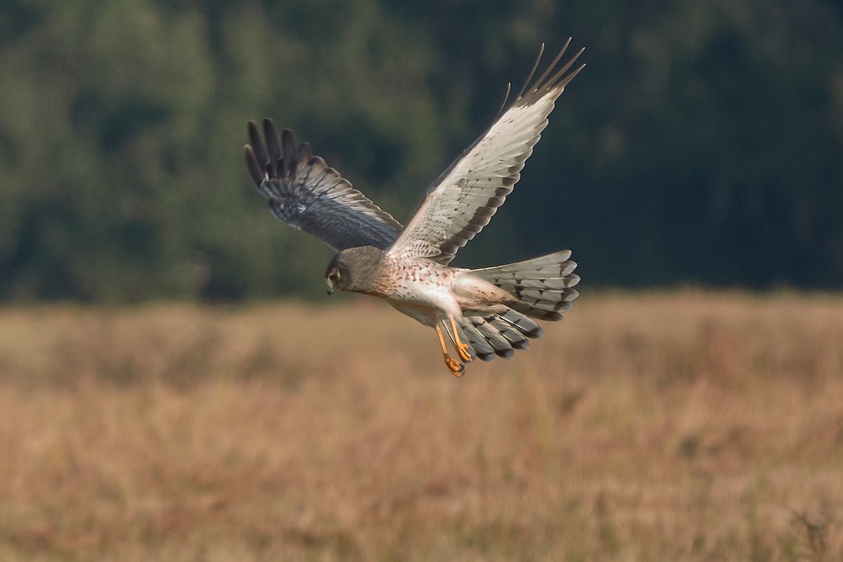 Northern Harrier - ML646418221