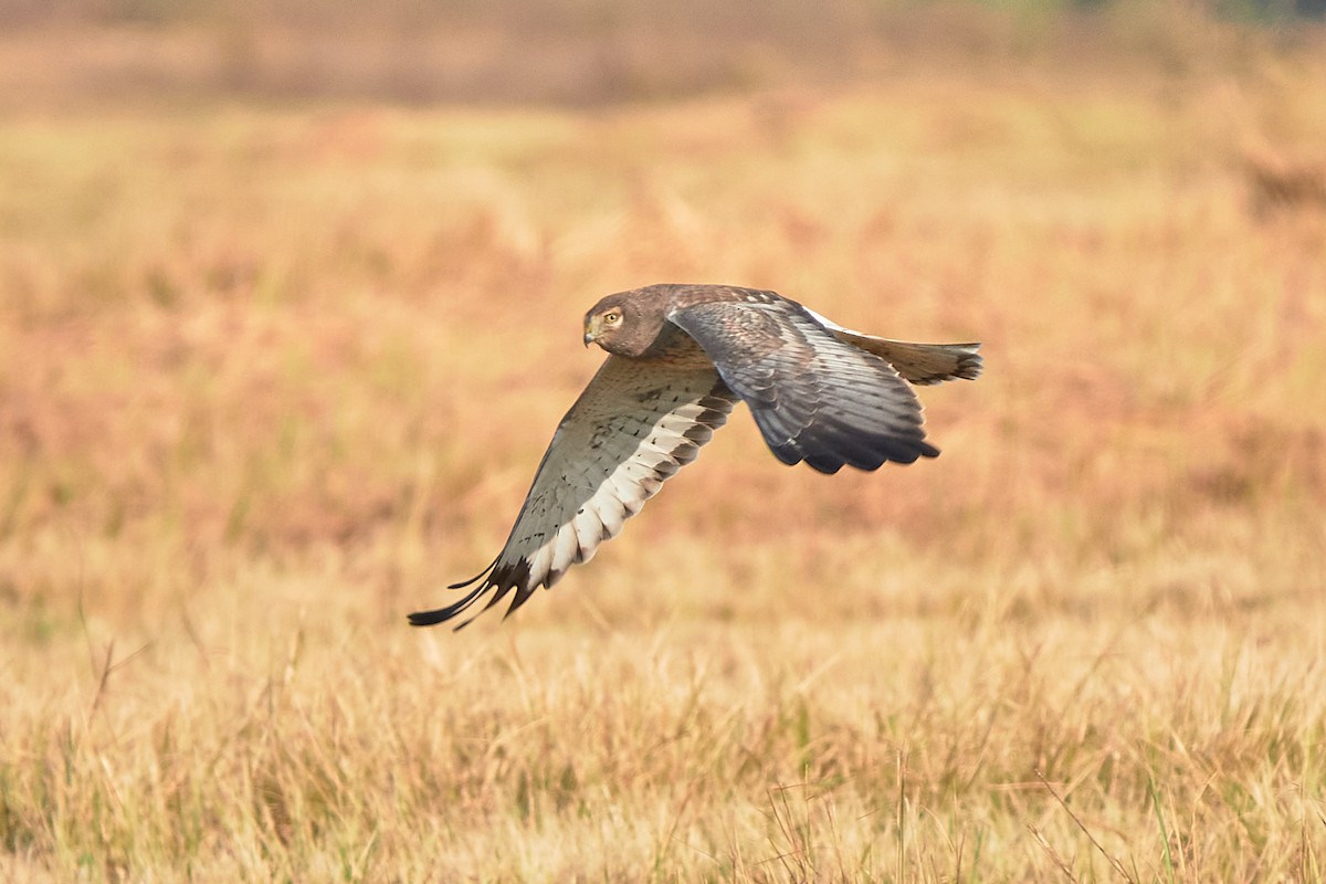 Northern Harrier - ML646418222