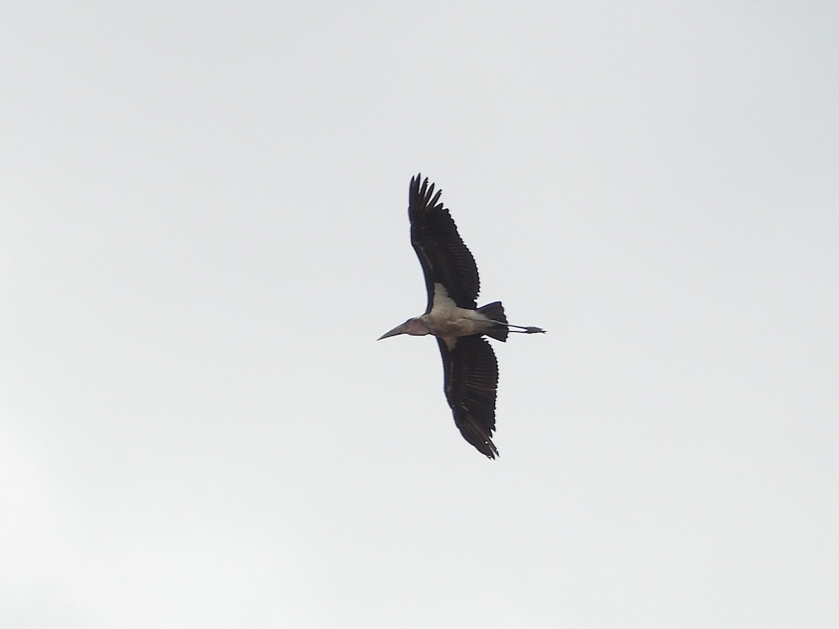 marabu africký - ML646418225