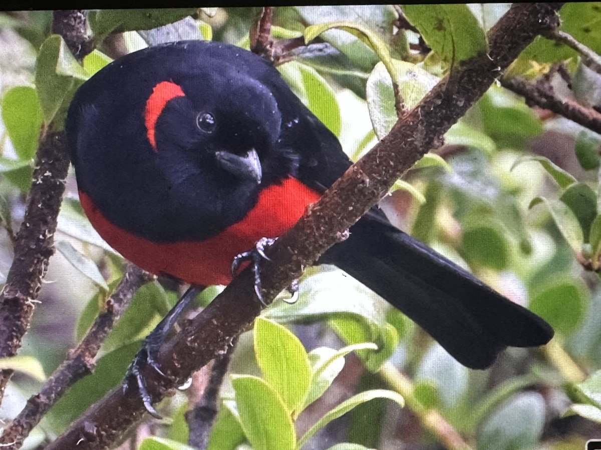 アカハラヤマフウキンチョウ - ML646418227