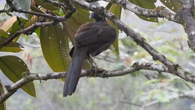 Colombian Chachalaca - ML646418230