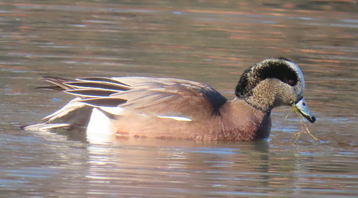 American Wigeon - ML646418233