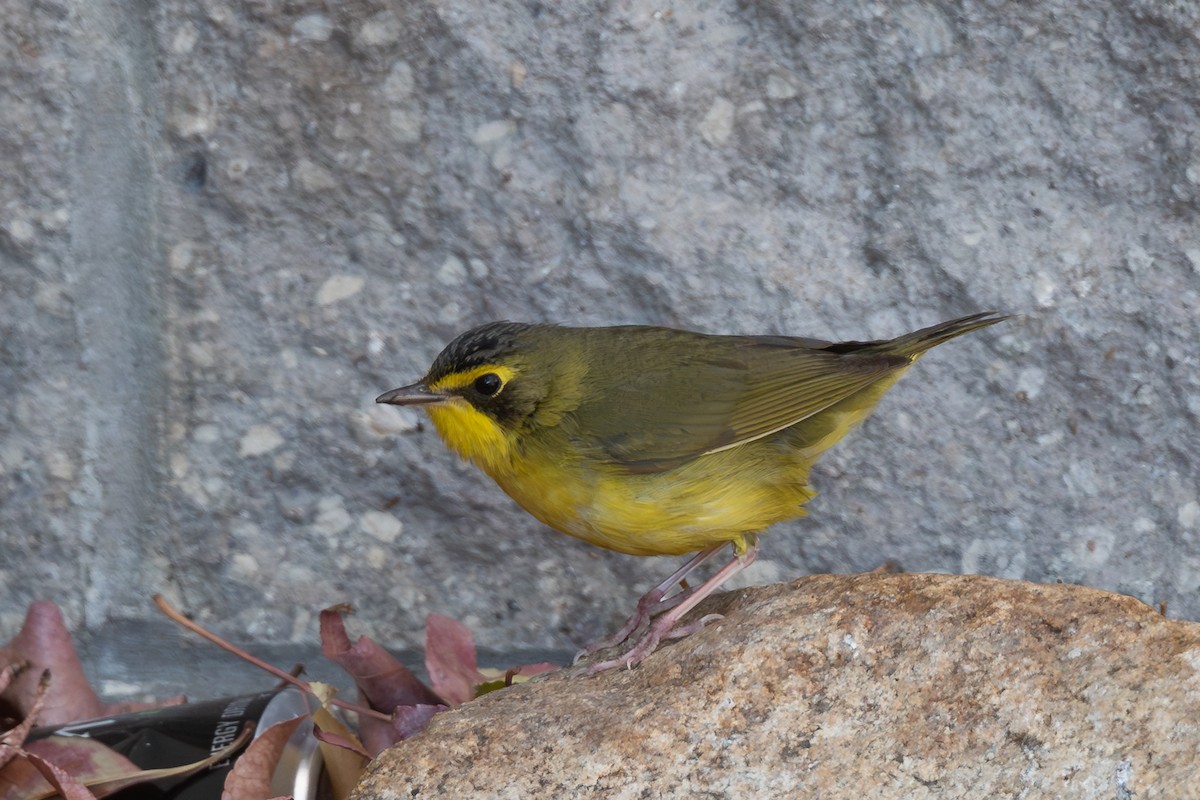 Kentucky Warbler - ML646418237