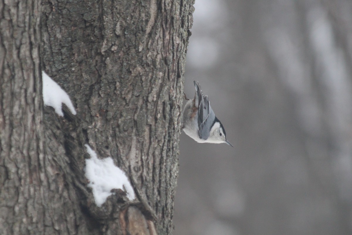White-breasted Nuthatch - ML646418238