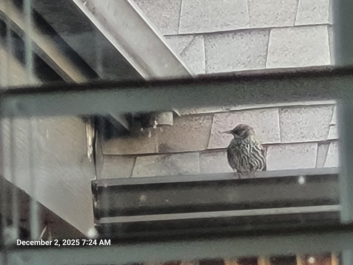 European Starling - ML646418239