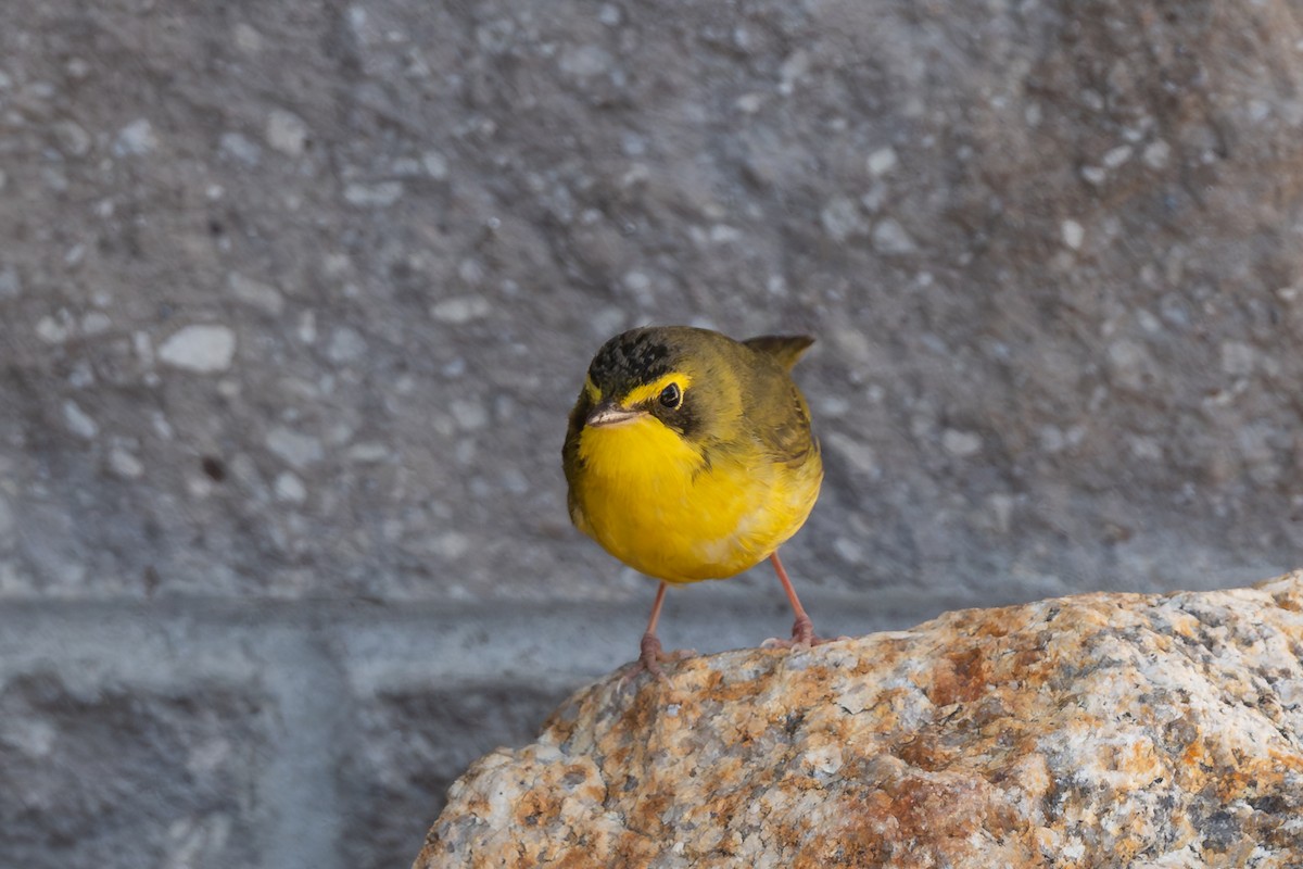 Kentucky Warbler - ML646418240