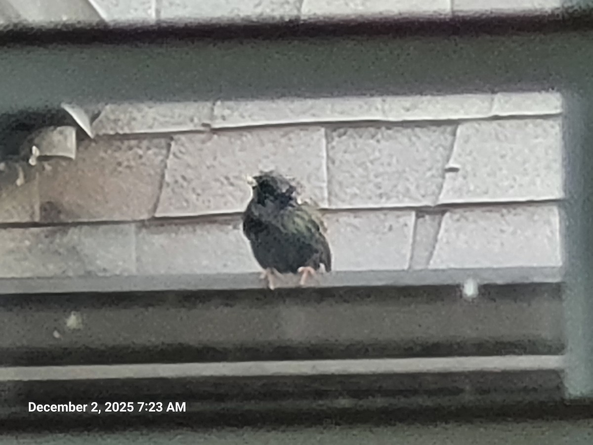 European Starling - ML646418241