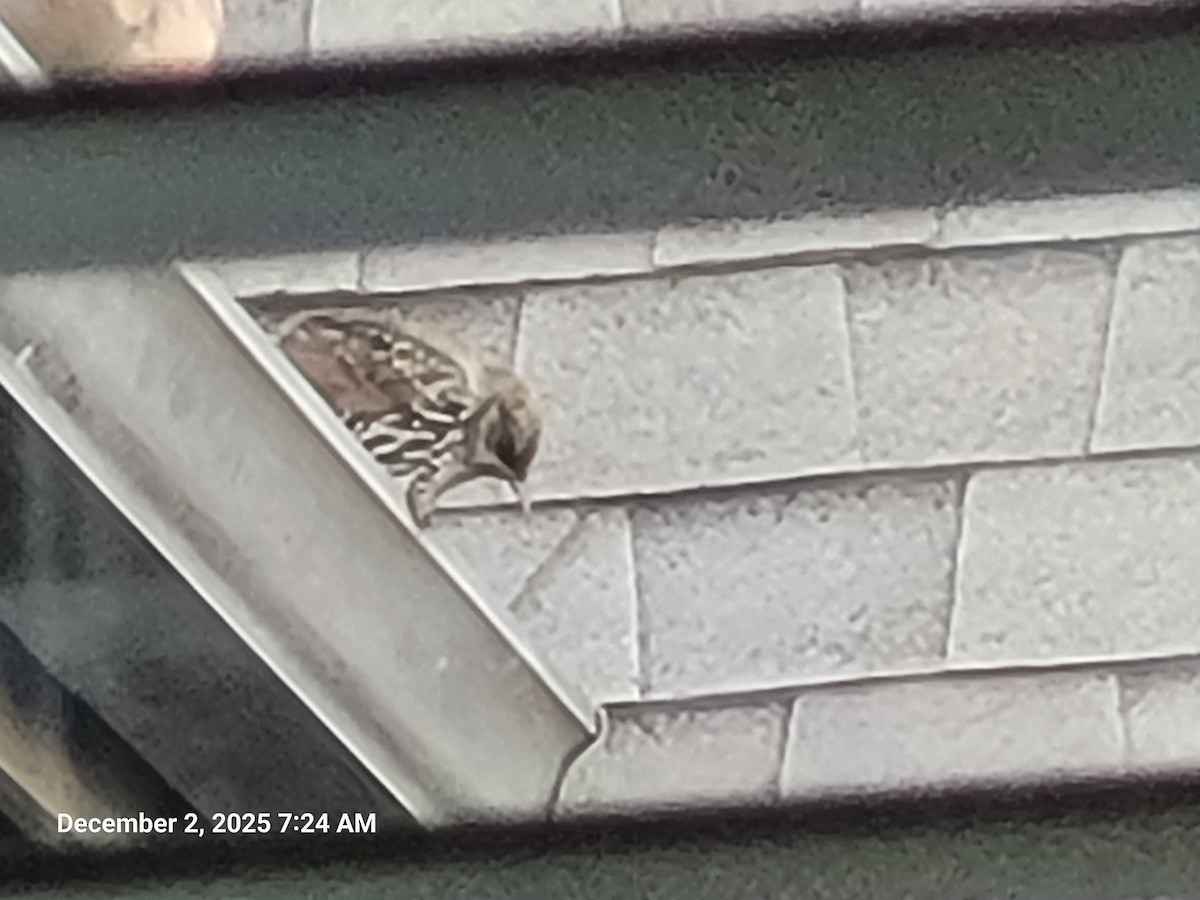 European Starling - ML646418243