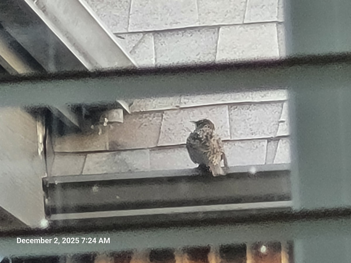 European Starling - ML646418244