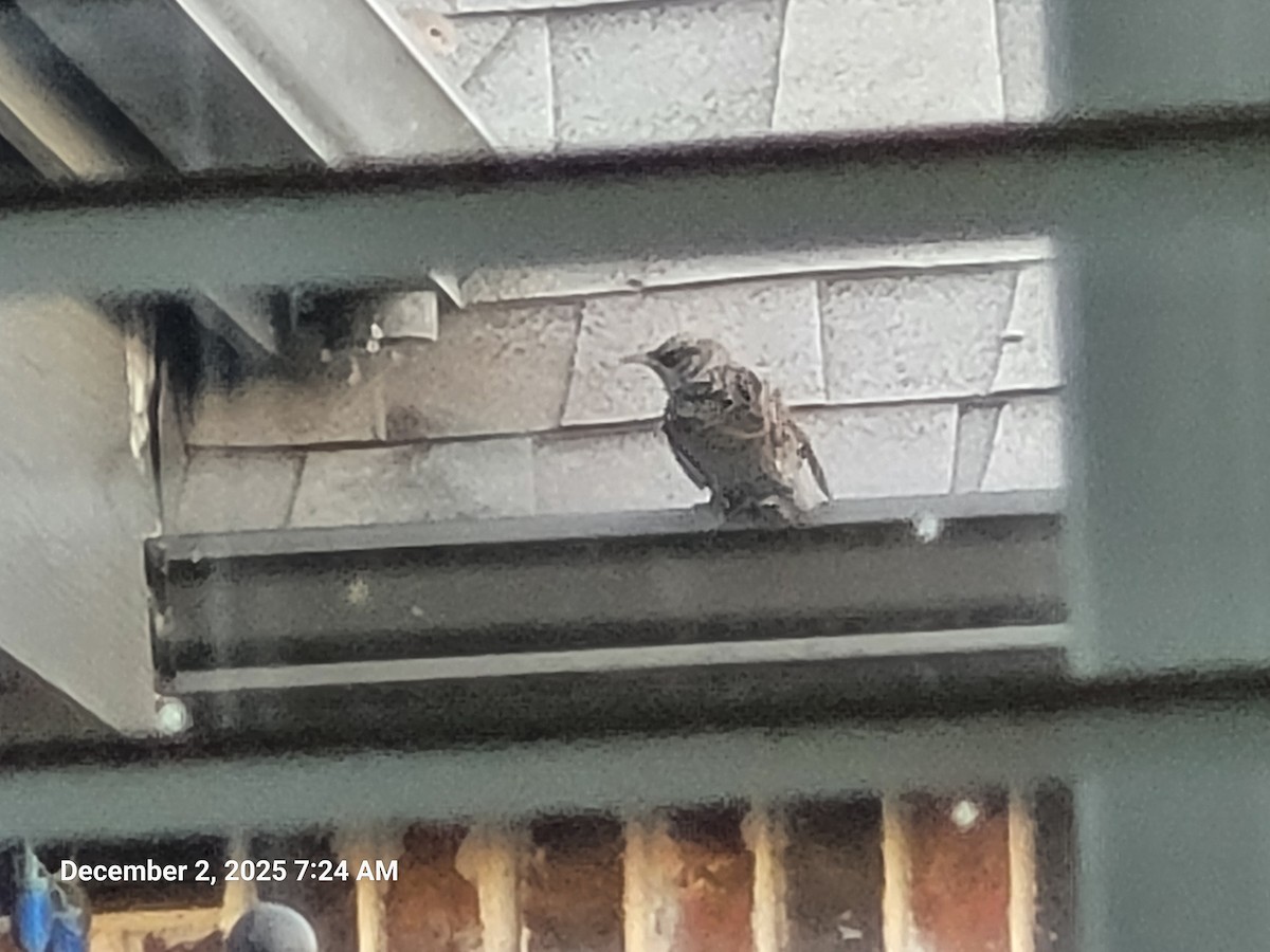 European Starling - ML646418245