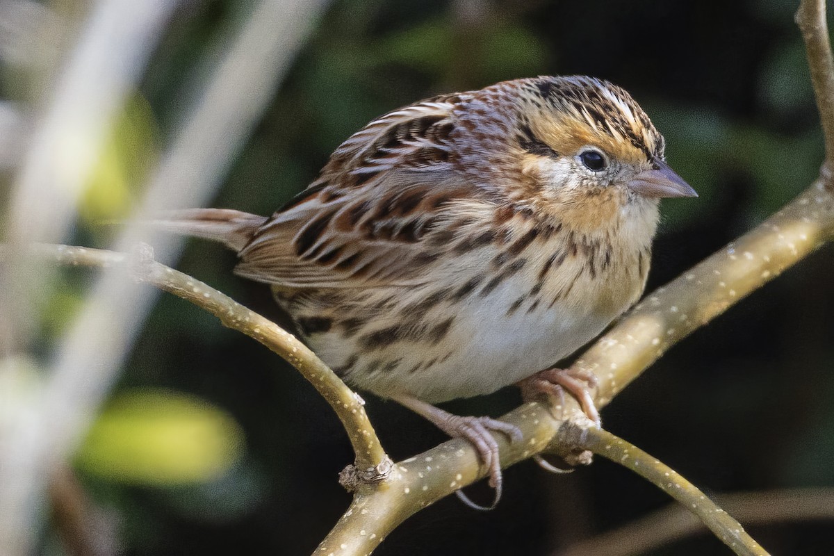 LeConte's Sparrow - ML646418246