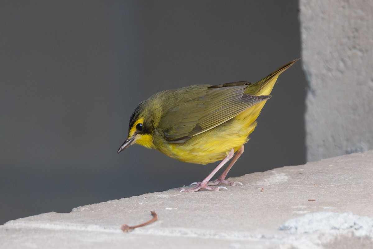 Kentucky Warbler - ML646418248