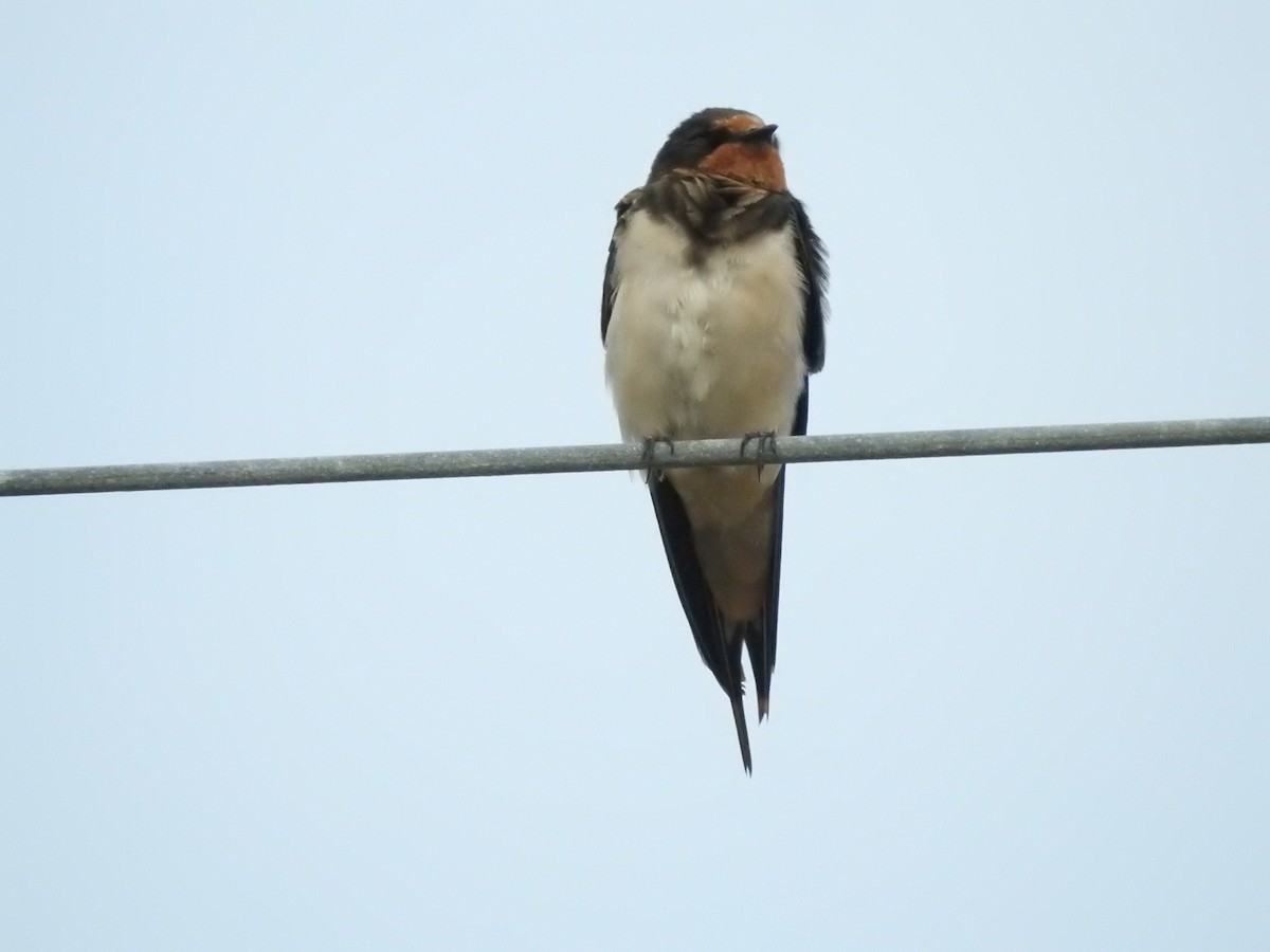 vlaštovka obecná - ML646418249