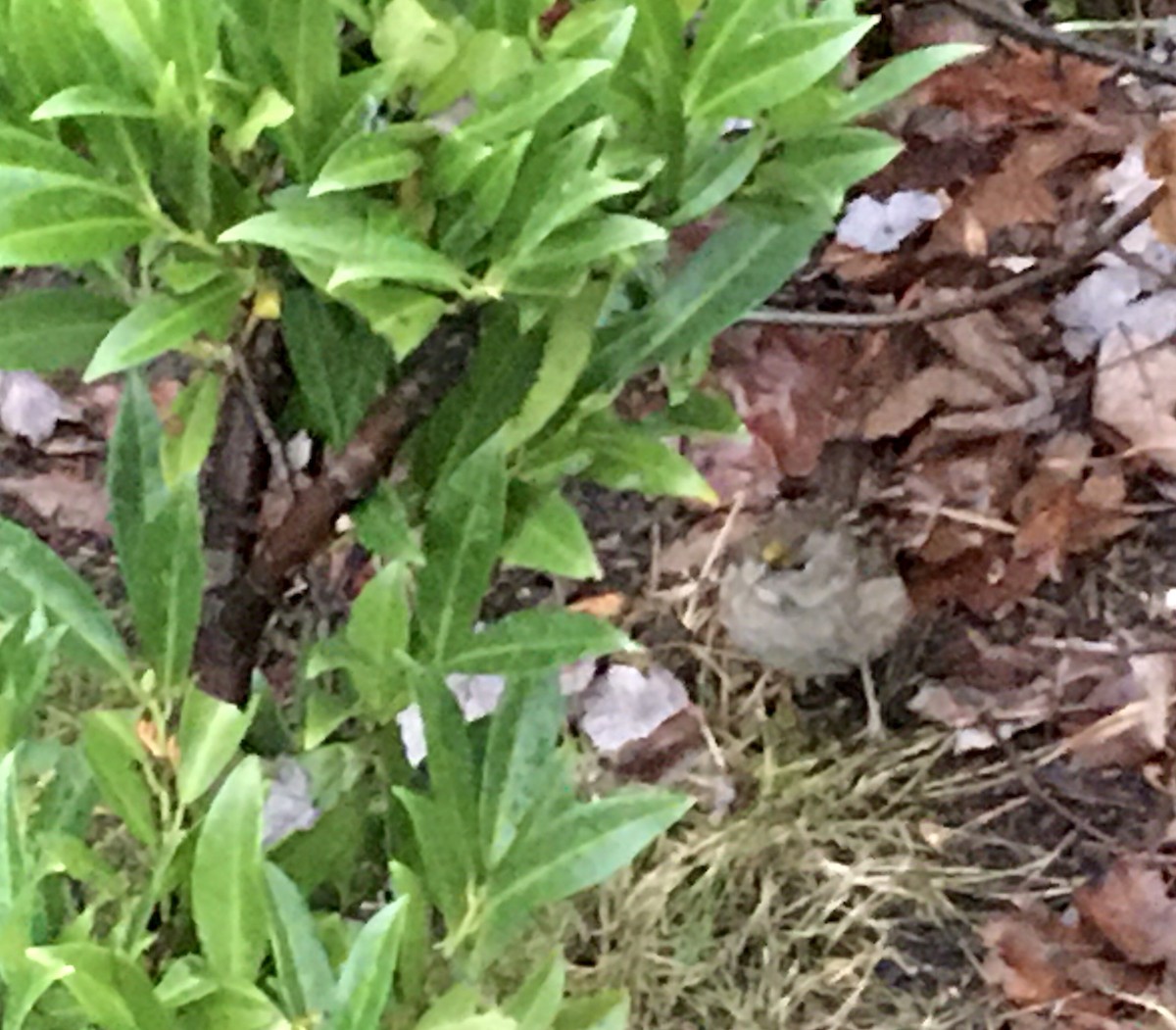 Golden-crowned Sparrow - ML646418252
