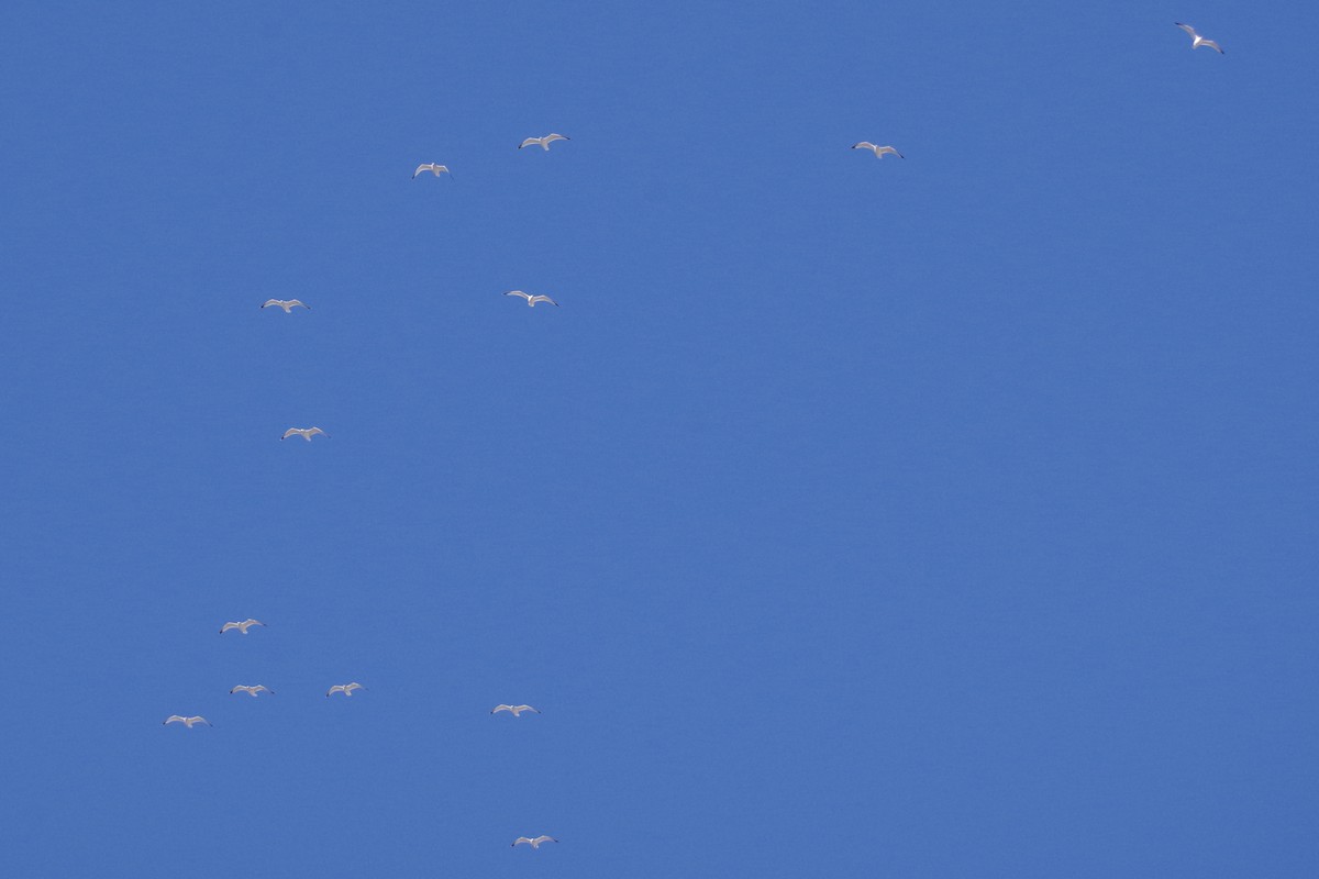 Ring-billed Gull - ML646418263