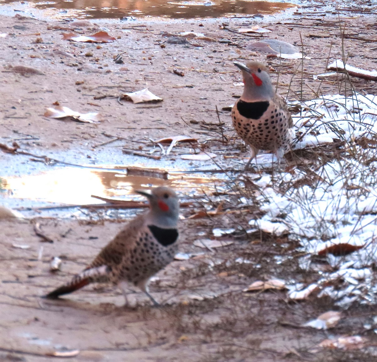 Northern Flicker (Red-shafted) - ML646418265