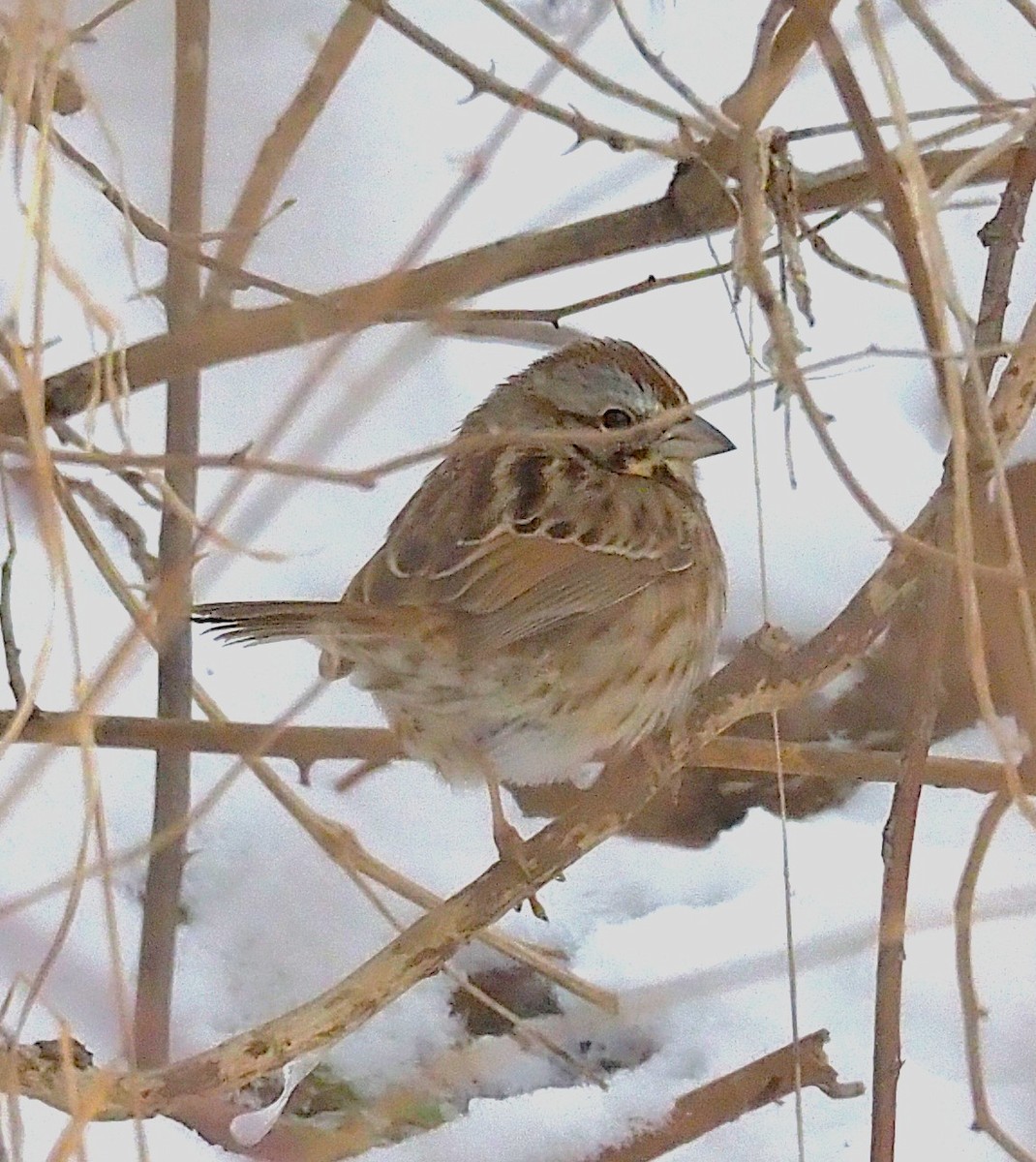 Song Sparrow - ML646418266