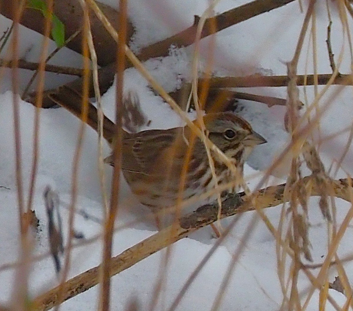 Song Sparrow - ML646418267