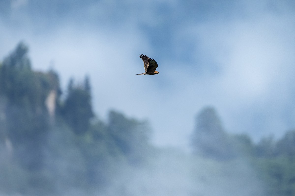 Pallid Harrier - ML646418271