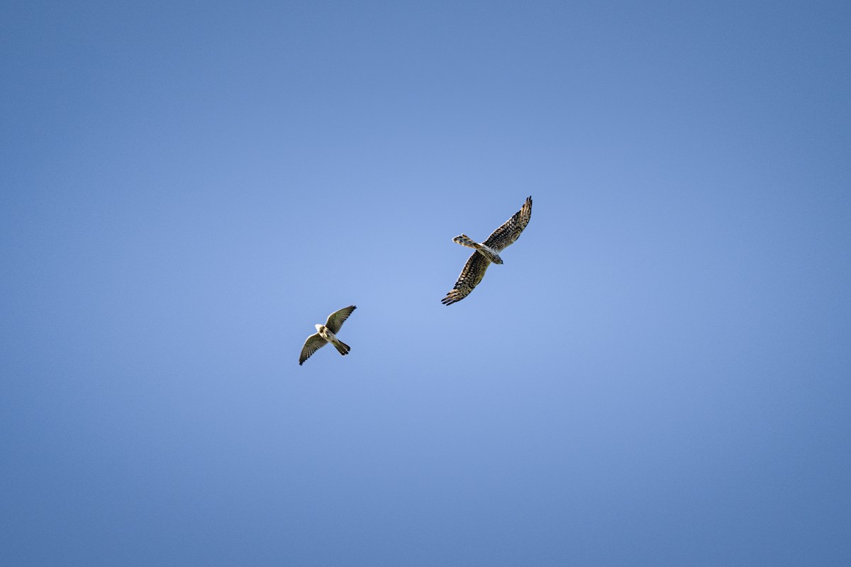 Montagu's Harrier - ML646418272