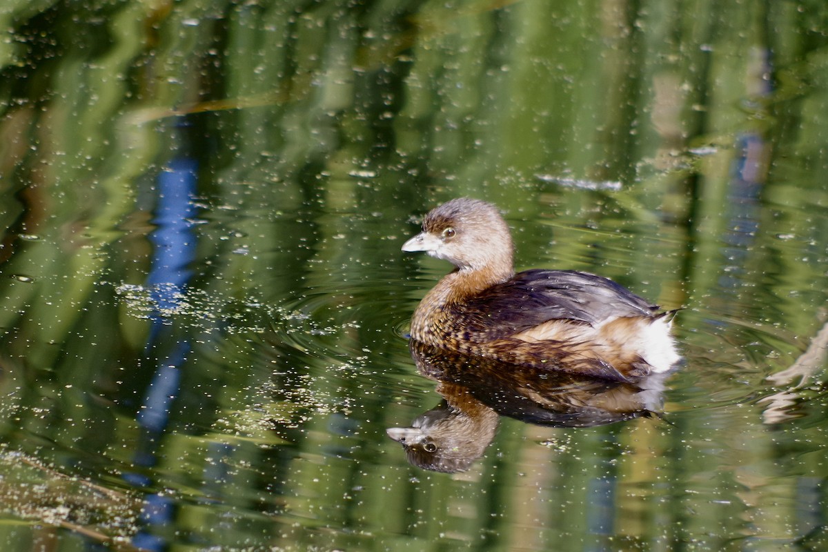 Pied-billed Grebe - ML646418273